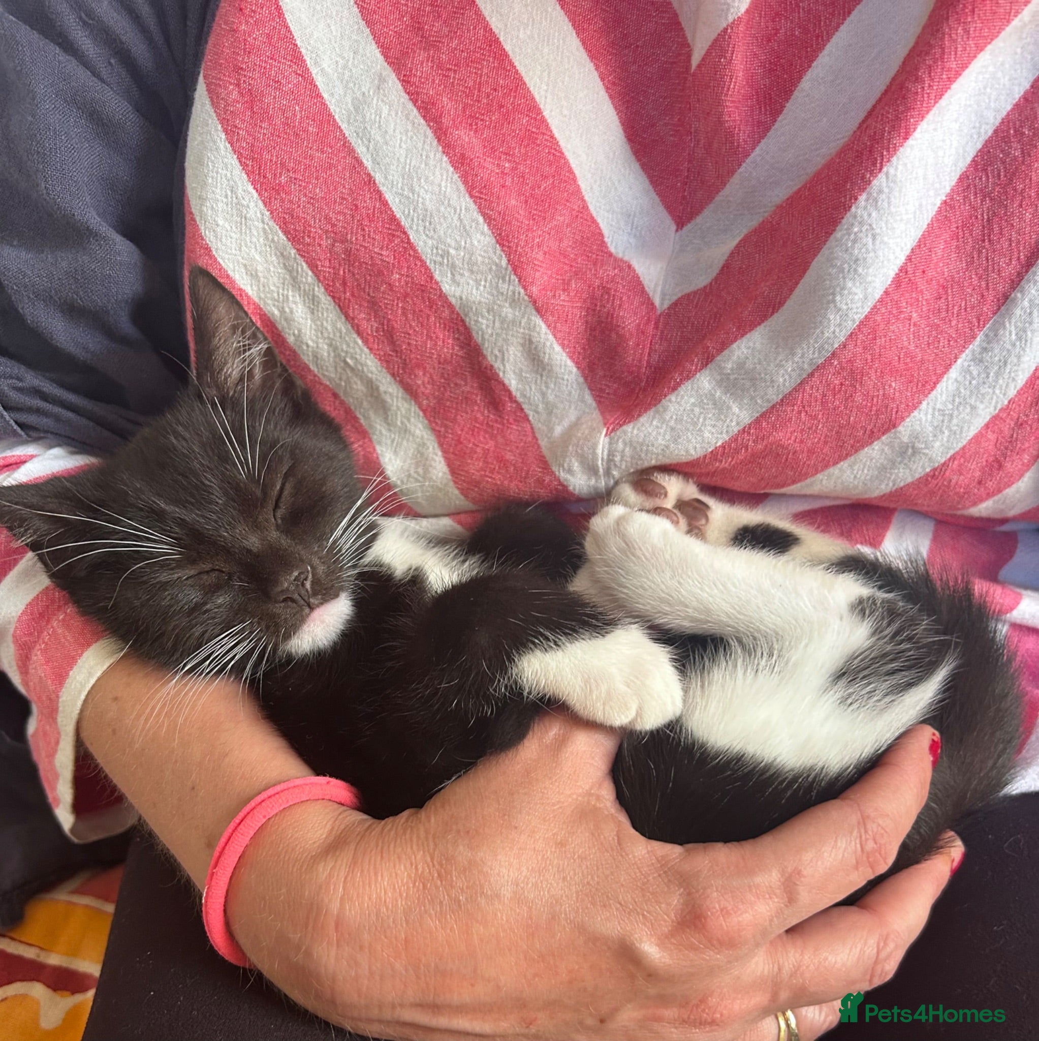 Mixed Breed cats Cuddly Tuxedo Kittens  - Advert 12