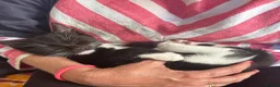 Mixed Breed cats for sale: Cuddly Tuxedo Kittens  - Advert 1
