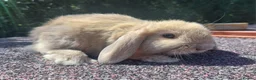 Mini Lop rabbits for sale: ☆ Mini Lop Babies For Sale ☆ - Advert 2