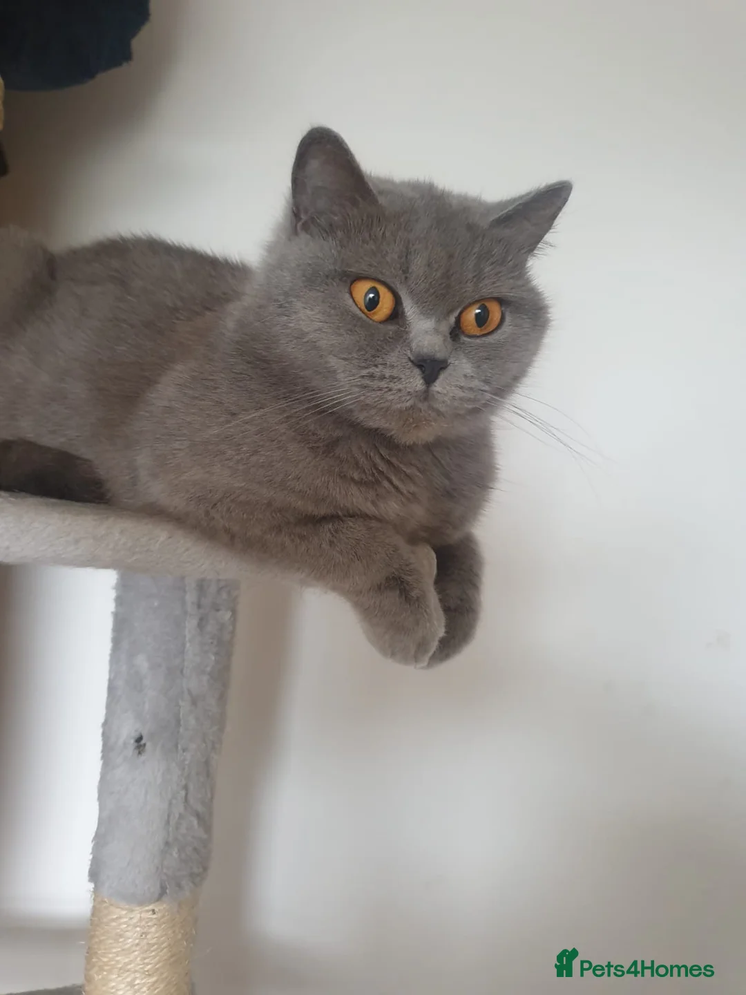 British Shorthair cats for sale: British short hair Kitten for sale - Advert 2