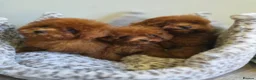 Toy Poodle dogs for sale: Asian toy poodle  - Advert 5