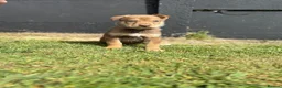 Mixed Breed dogs for sale: 🐾 Doberman x Siberian Husky Puppies –Ready Now 🐾 in Walsall - Advert 7
