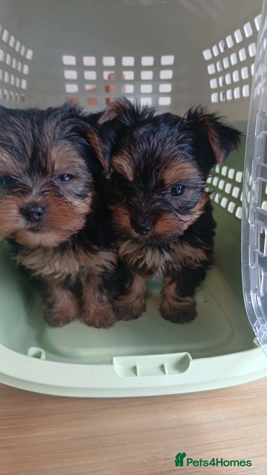 Yorkshire Terrier dogs Gorgeous Yorkshire terrier puppys  - Advert 1