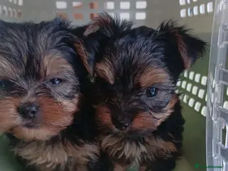 Yorkshire Terrier dogs Gorgeous Yorkshire terrier puppys - Advert 7