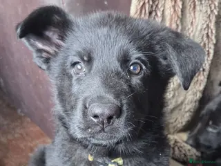 German Shepherd dogs German Shepherd Puppies - Advert 13
