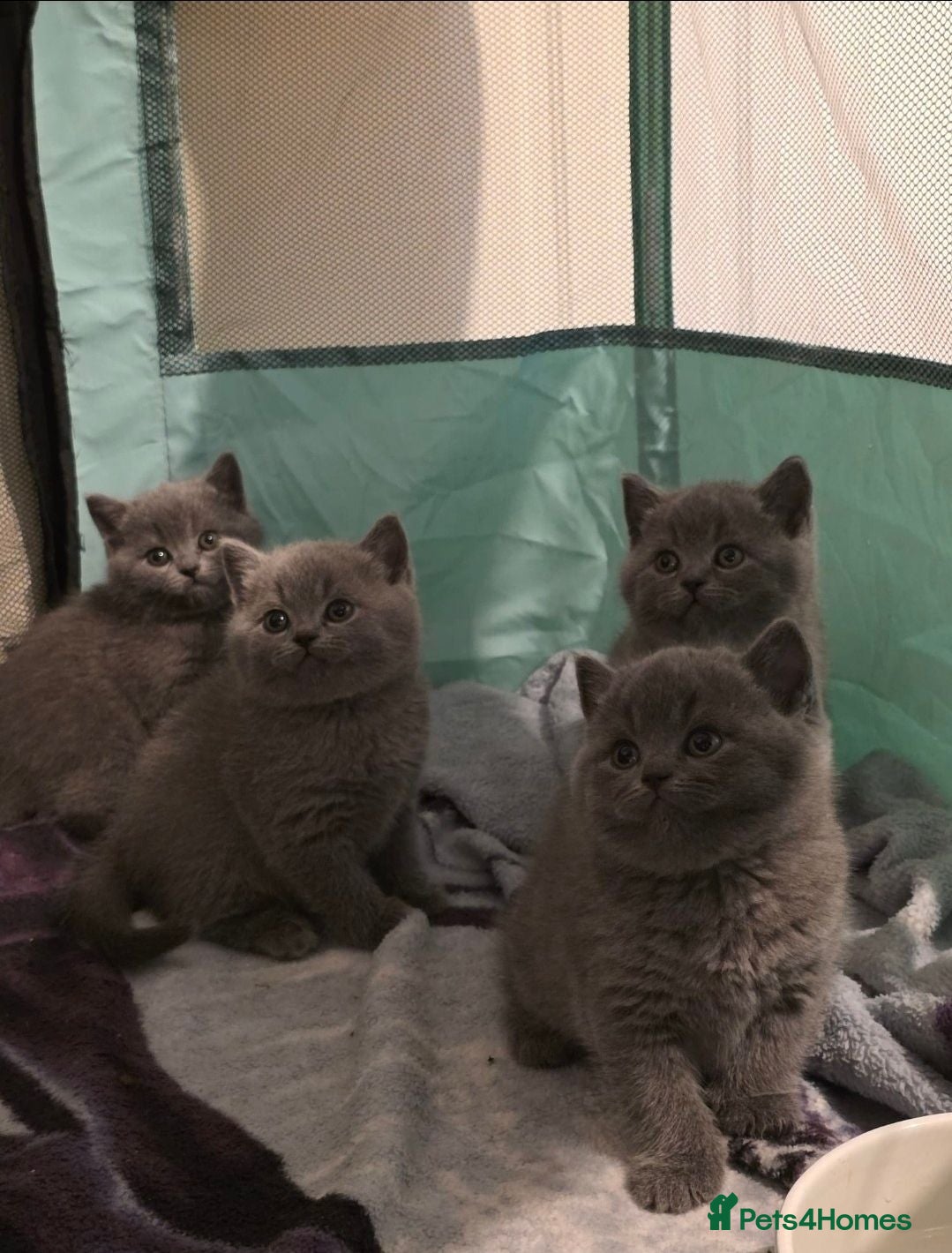British Shorthair cats British Shorthair Kittens  - Advert 9