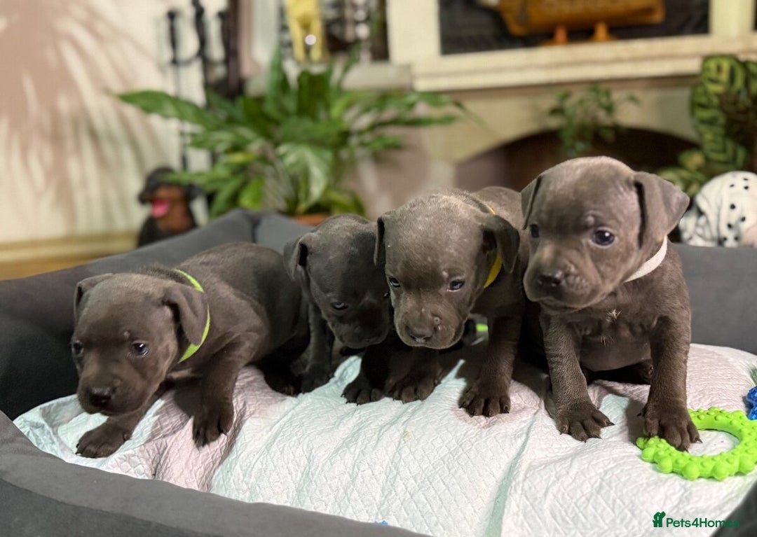 Staffordshire Bull Terrier dogs for sale: 🥰Beautiful Staffordshire puppies😍 - Advert 1