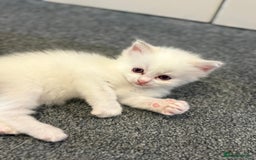 Ragdoll cats for sale: Rarest colour pedigree Ragdoll kittens - Image 11