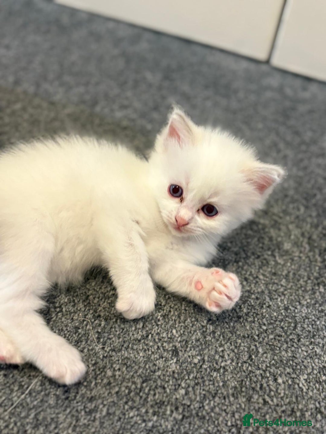 Ragdoll cats for sale: Rarest colour pedigree Ragdoll kittens - Image 11
