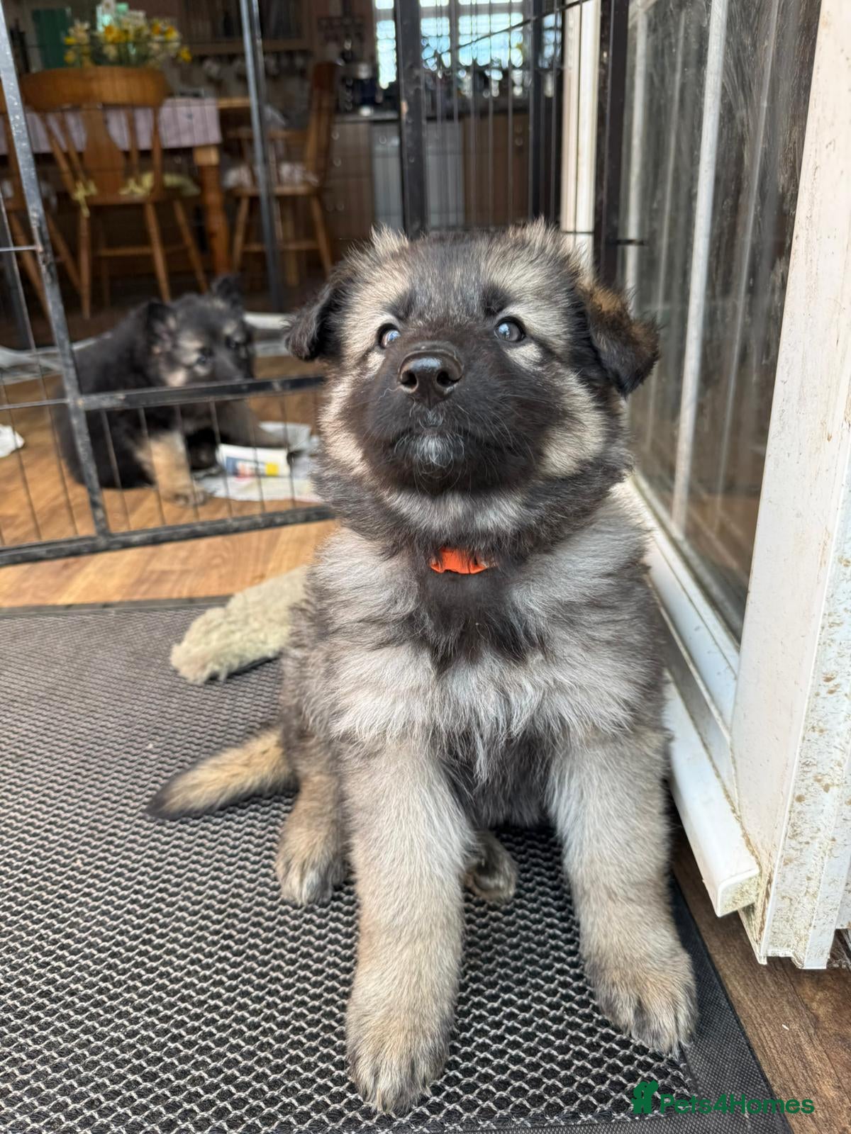 German Shepherd dogs German shepherd puppies - Advert 1