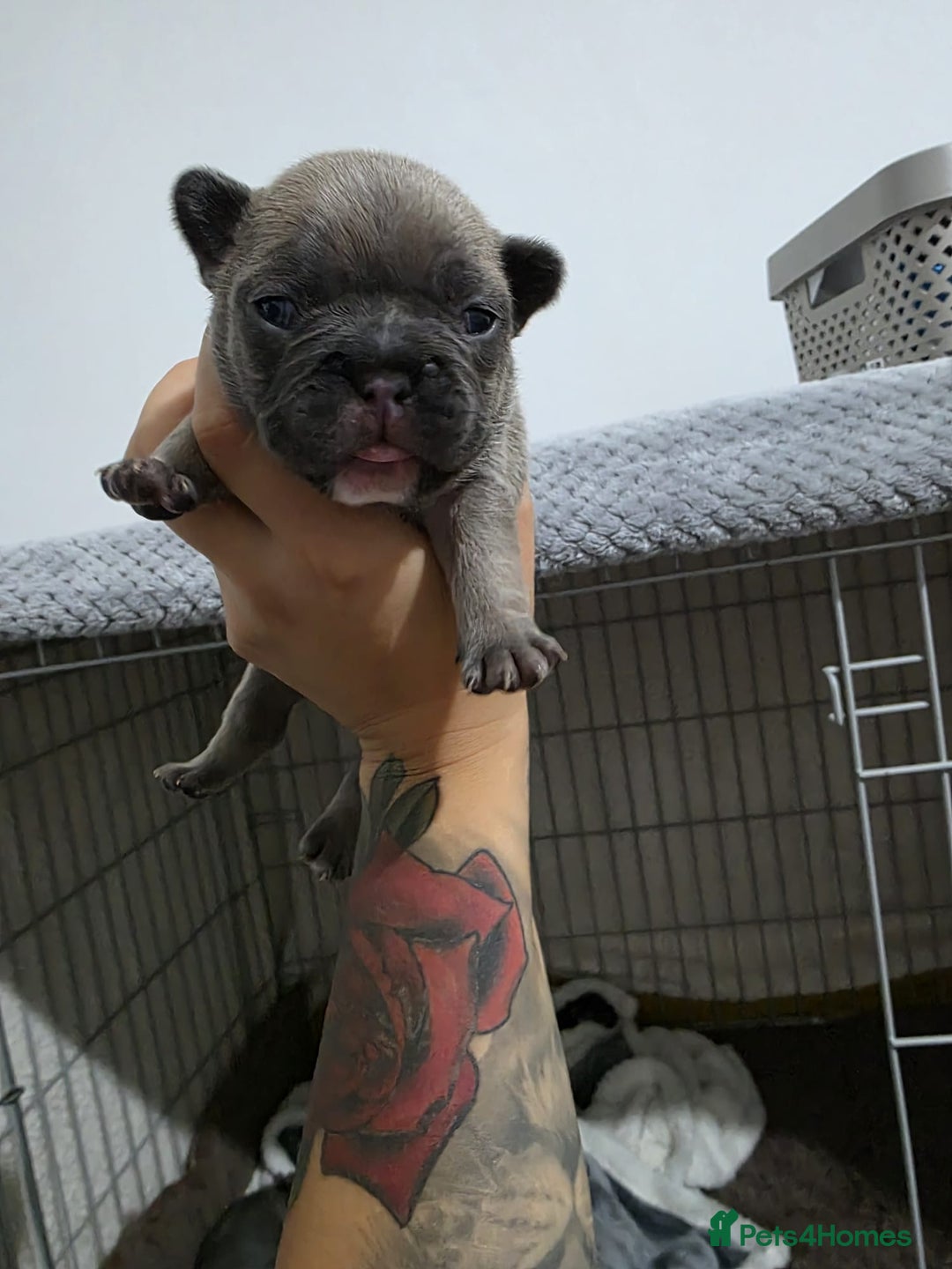 French Bulldog dogs for sale: French dog for sale  - Image 15