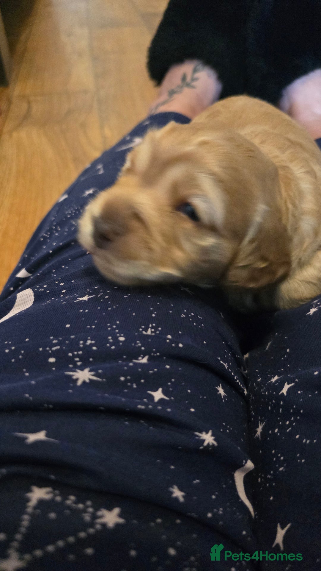 Cockapoo dogs for sale: Female cockapoo cream/beige - Image 3