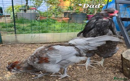 Chickens poultry for sale: Blue & red tailed bearded British Araucana - Image 4