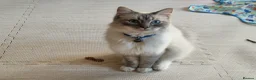 Ragdoll cats for sale: Bandit – Looking for a Loving Forever Home 🐾 in Bristol - Advert 4
