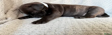 Staffordshire Bull Terrier 5