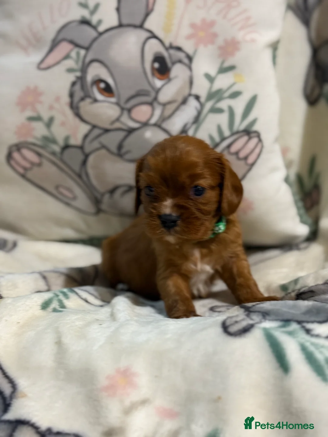 Cavalier King Charles Spaniel dogs for sale: Stunning DNA clear male cavalier pups now - Advert 13