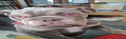 English Bulldog dogs for sale: Beautiful Ethel  - Advert 1