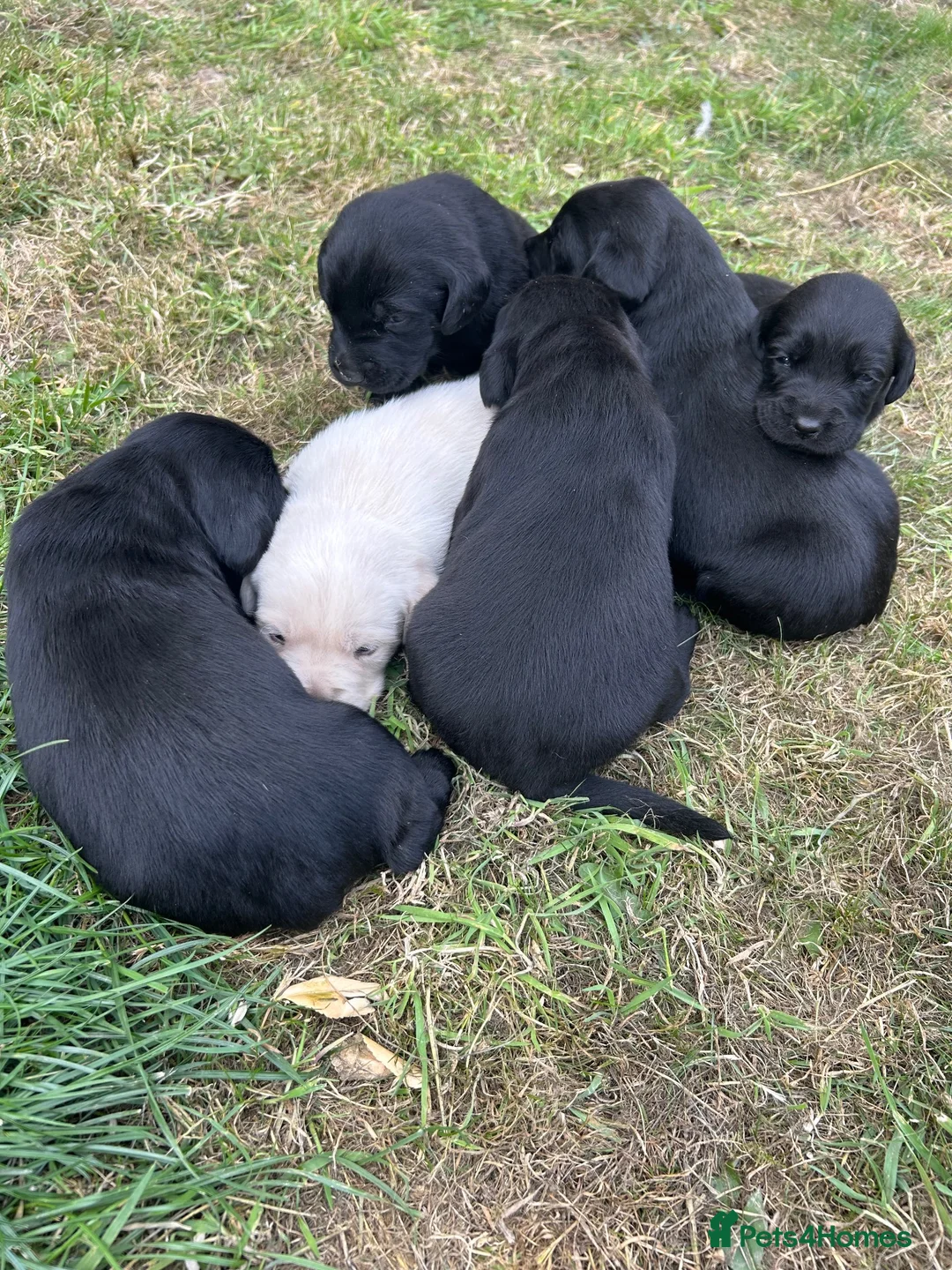 Labrador Retriever dogs for sale: Labrador Puppies - Advert 6