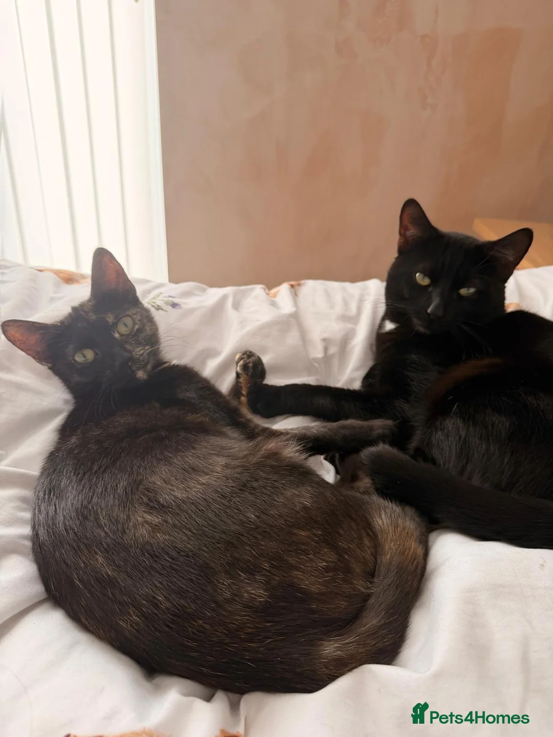 British Shorthair cats for sale: One male black cat and one female tortoise shell  - Advert 1