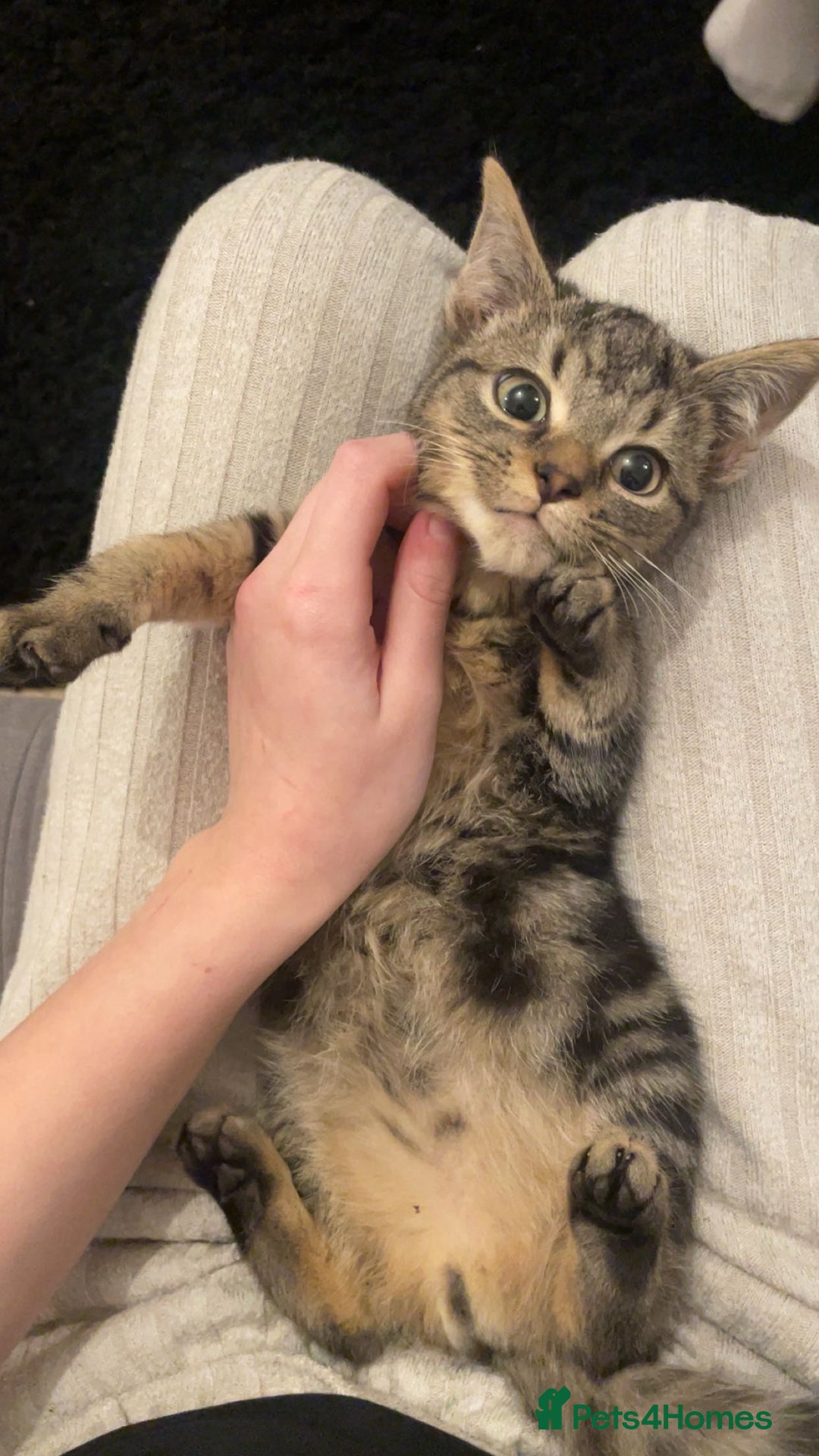 Mixed Breed cats for sale: 3 beautiful babies looking for forever homes - Advert 2