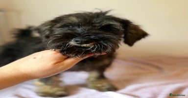 Miniature Schnauzer dogs - Advert 8