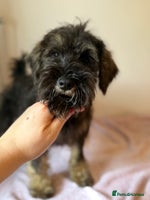 Miniature Schnauzer dogs - Advert 2