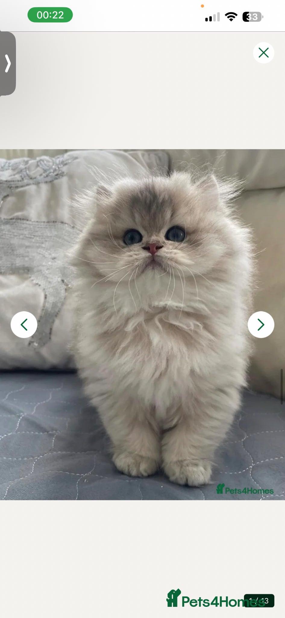 Pomsky dogs Pomsky  - Advert 12