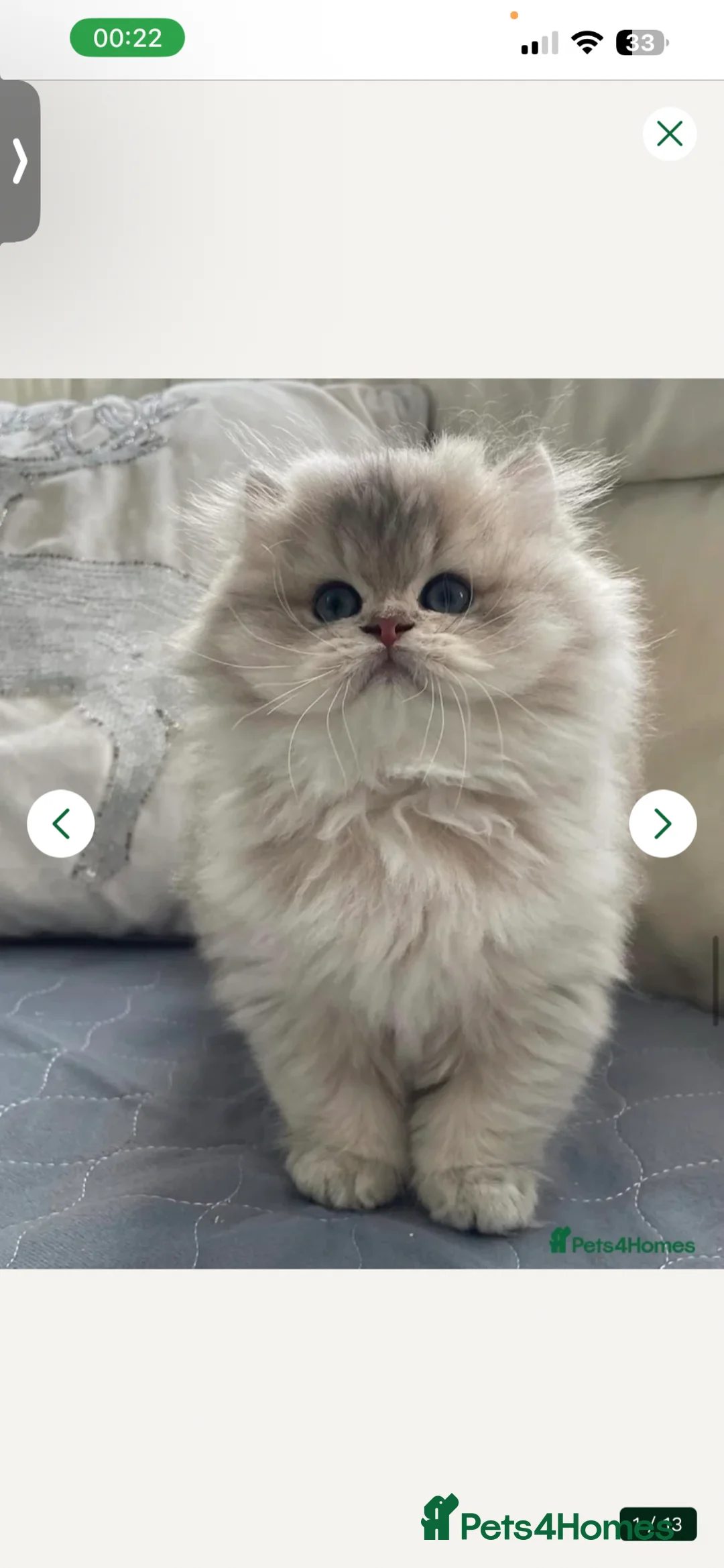 Pomsky dogs for sale: Pomsky  - Advert 1