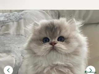 Pomsky dogs Pomsky - Advert 2