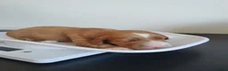 Cockapoo dogs for sale: Cockapoo puppies Doncaster - Advert 2