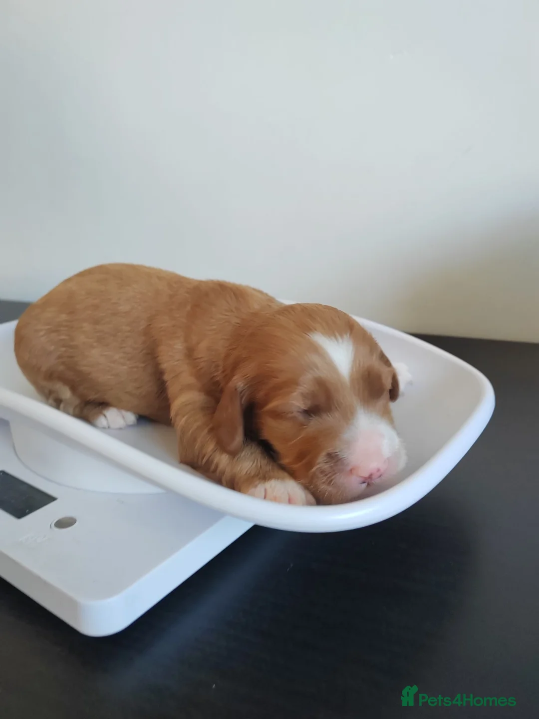 Cockapoo dogs for sale: Cockapoo puppies Doncaster - Advert 2