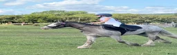 Irish Cob horses for sale: Grey Roan Cob 14hh 6 years old  - Advert 19
