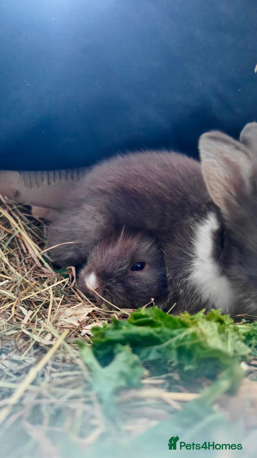 Lionhead rabbits for sale: Pedigree Lionhead Baby rabbits - Advert 5