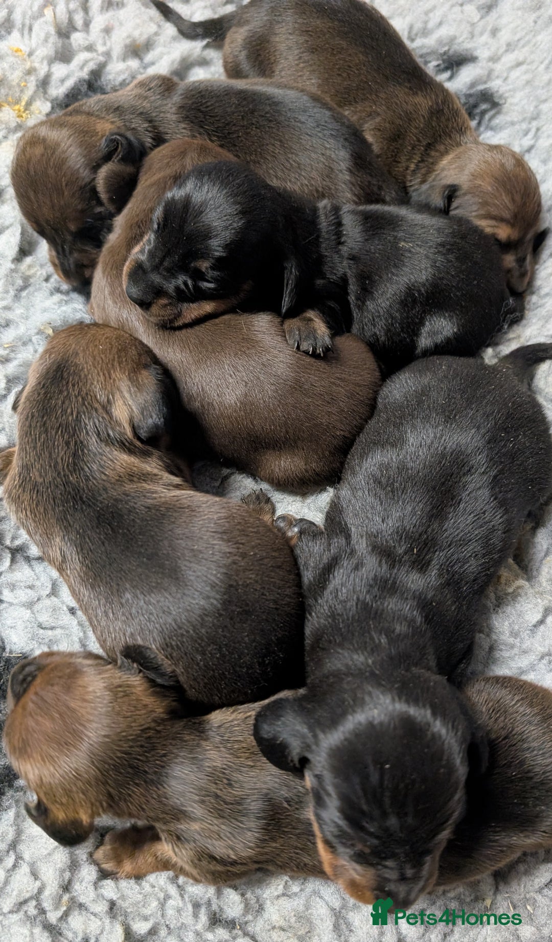 Miniature Dachshund dogs for sale: Quality KC / PRA Clear Minature Dachshund Puppies  - Image 12