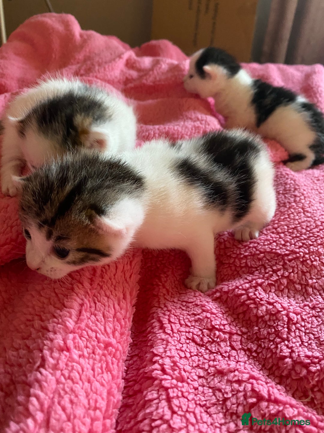 British Shorthair cats for sale: Beautiful baby kittens ready 23rd Dec - Advert 3