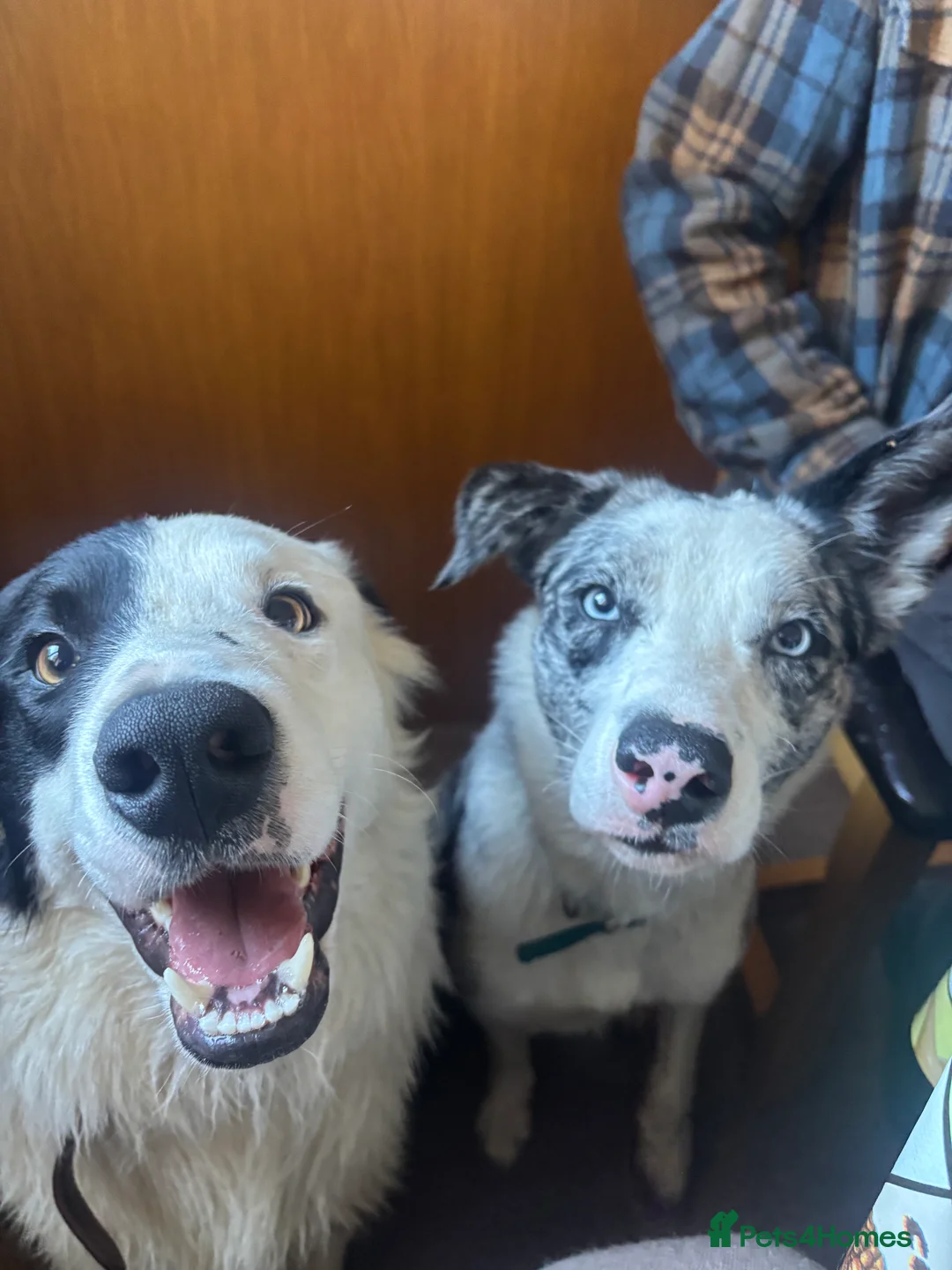 Border Collie dogs for sale: Border collie pups  - Advert 16