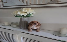 Cocker Spaniel dogs for sale: Stunning gold working cocker spaniel puppies!! - Image 6