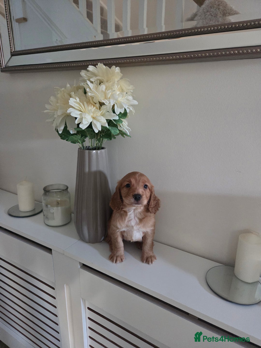 Cocker Spaniel dogs for sale: Stunning gold working cocker spaniel puppies!! - Image 6