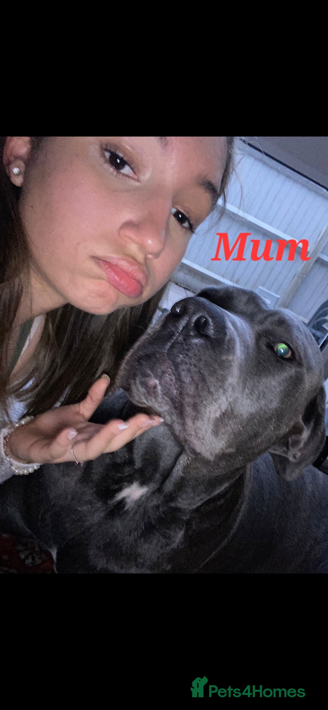 Cane Corso dogs for sale: Stunning 4th Generation Cane Corse Pups  - Advert 14