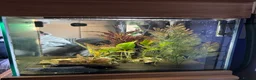 Cichlids fish for sale: Cichlids complete with tank and accessories  - Advert 2