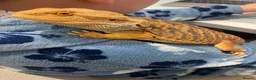 Bearded Dragon reptiles for sale: Bearded dragon and set up in Wilmslow - Advert 1