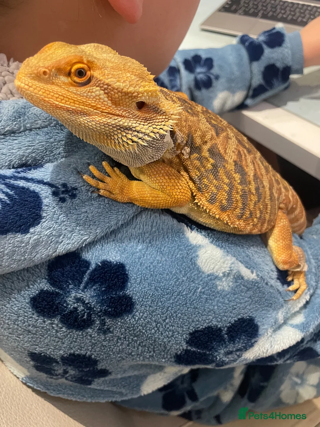Bearded Dragon reptiles for sale: Bearded dragon and set up in Wilmslow - Advert 1