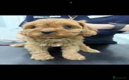 Cavapoo dogs for sale: Ruby &black n tan boys and girls  - Image 25