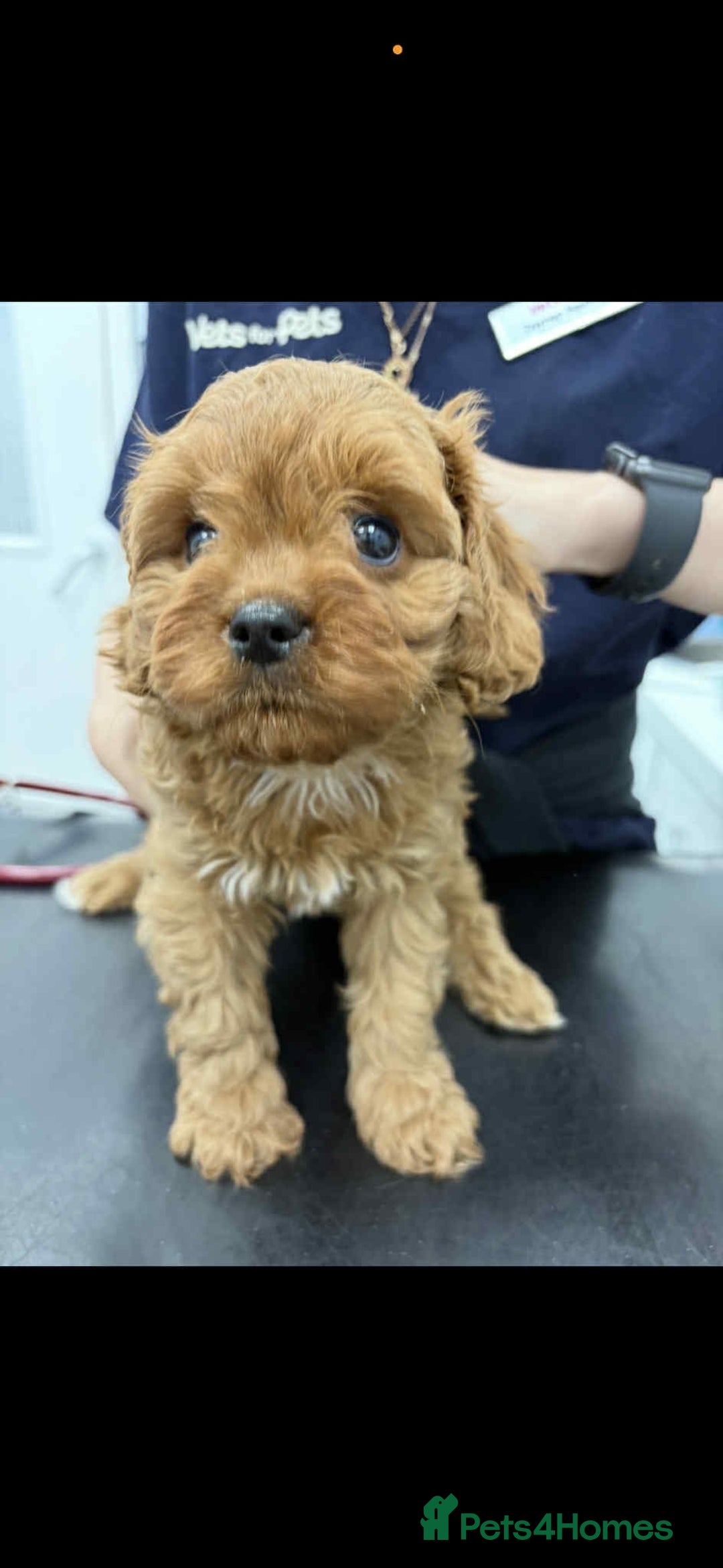 Cavapoo dogs for sale: Ruby &black n tan boys and girls  - Image 25