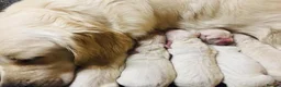 Golden Retriever dogs for sale: CHUNKY STUNNING GOLDEN RETRIEVER PUPPIES  in Glossop - Advert 5