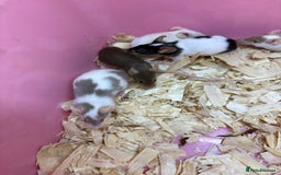 Mouse rodents for sale: Friendly, colourful baby mice  - Image 4