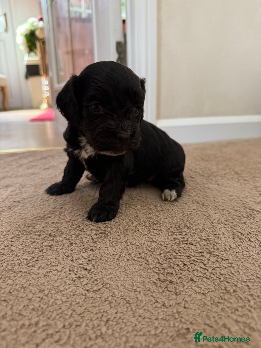 Cockapoo dogs for sale: 8 beautiful cockapoo puppies  - Image 8