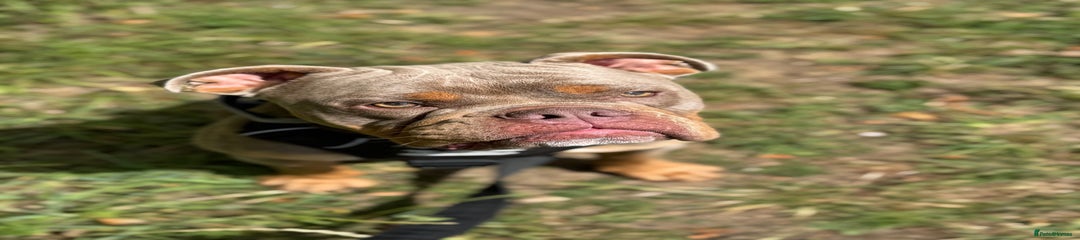Olde English Bulldogge Puppy 1