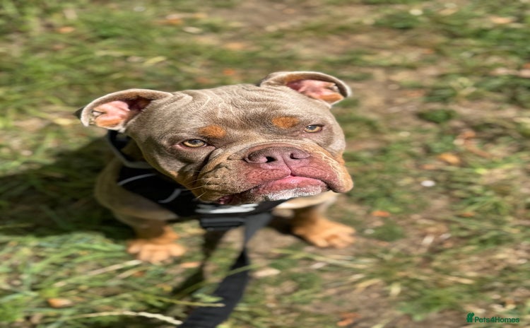 Olde English Bulldogge dogs - Advert 2