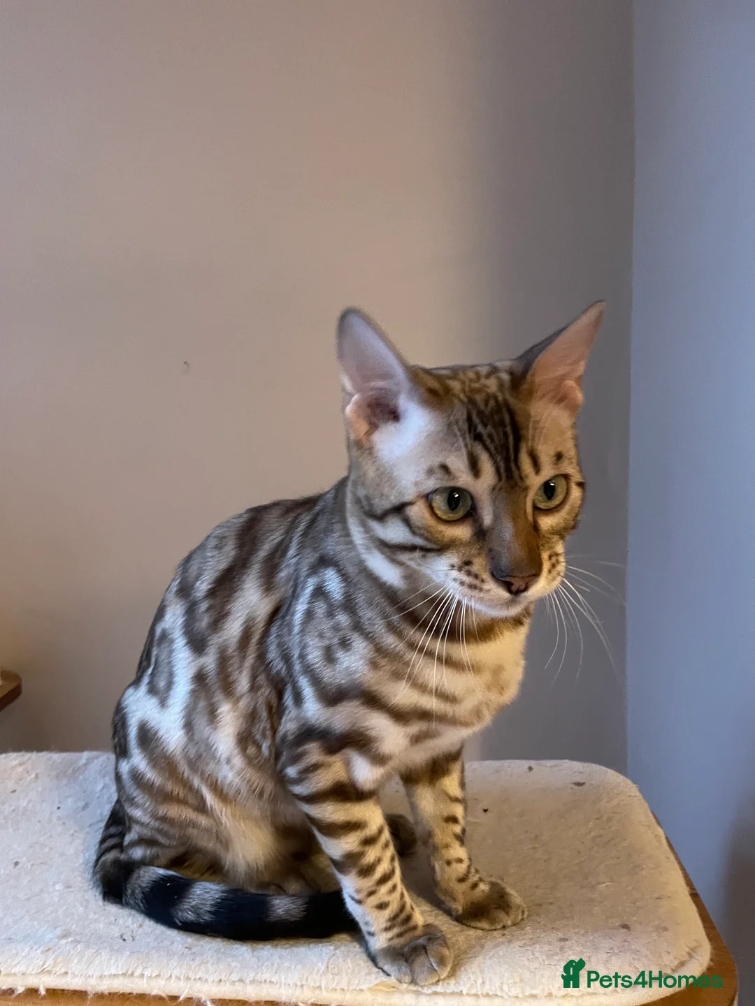 Bengal cats for sale: Outstanding pedigree Bengals - Advert 33